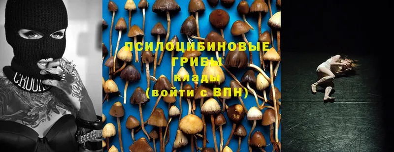 Галлюциногенные грибы Cubensis  ссылка на мегу ССЫЛКА  Жуков 